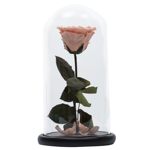 Peach with Crystal Dust Heart Shape Preserved Rose | Beauty and The Beast Glass Dome