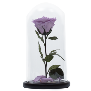Purple Heart Shape Preserved Rose | Beauty and The Beast Glass Dome