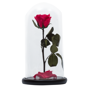 Watermelon Red Preserved Rose | Beauty and The Beast Glass Dome