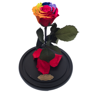 Rainbow Preserved Rose | Beauty and The Beast Glass Dome