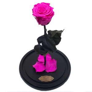 Hot Pink Preserved Rose | Beauty and The Beast Glass Dome