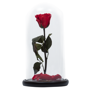 Red Preserved Rose | Beauty and The Beast Glass Dome