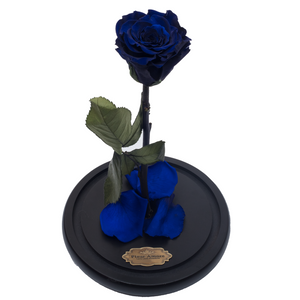 Royal Blue Preserved Rose | Beauty and The Beast Glass Dome