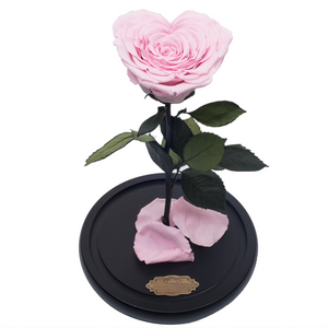 Pink Heart Shape Preserved Rose | Beauty and The Beast Glass Dome